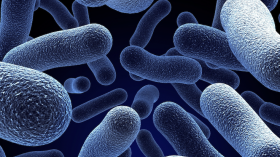 bacteria