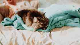 Hospitals should allow animals to help patients, says RCN