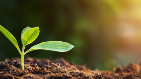 NIHR to explore delivering a more sustainable health system