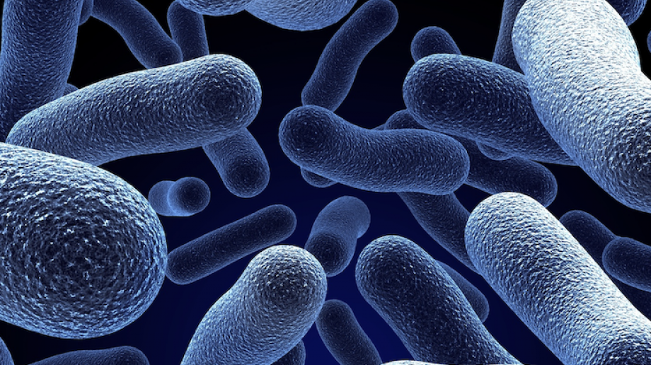 bacteria