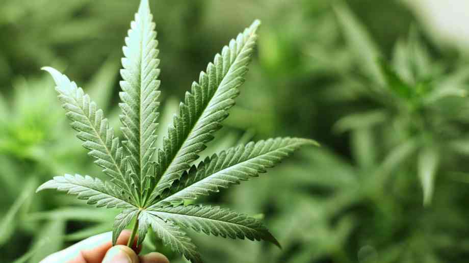 Chief Medical Officer calls for robust trials of medicinal cannabis