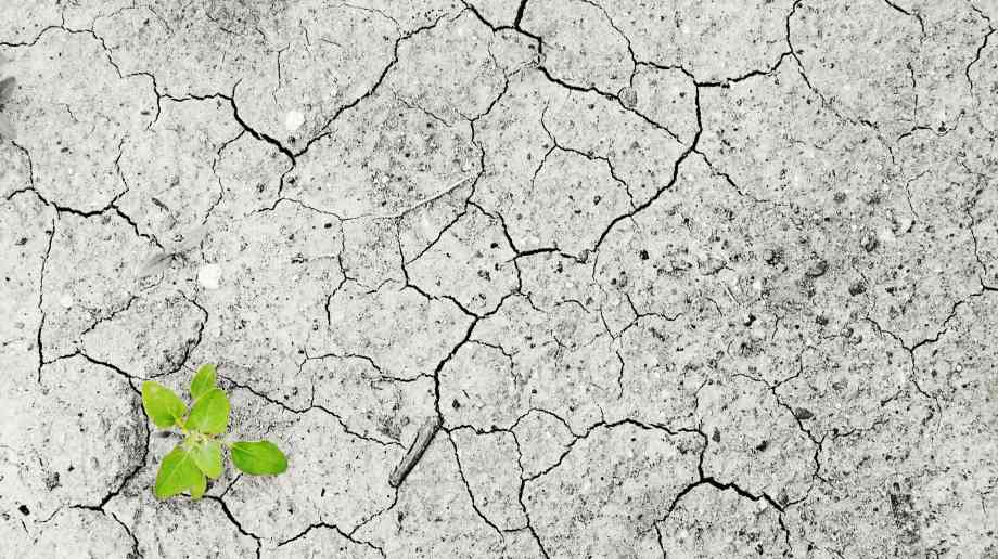 Climate emergency likely to affect mental health, poll finds