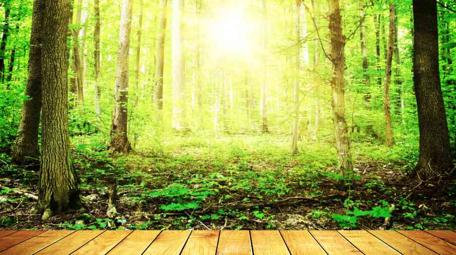 Wildlife conservation plans must consider risk of Lyme disease