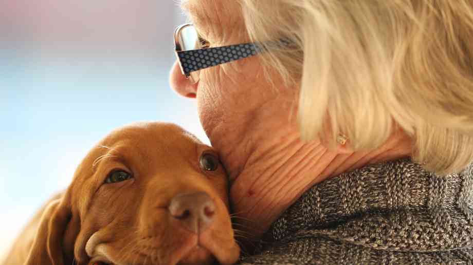Dogs used at Birmingham hospital to speed recovery